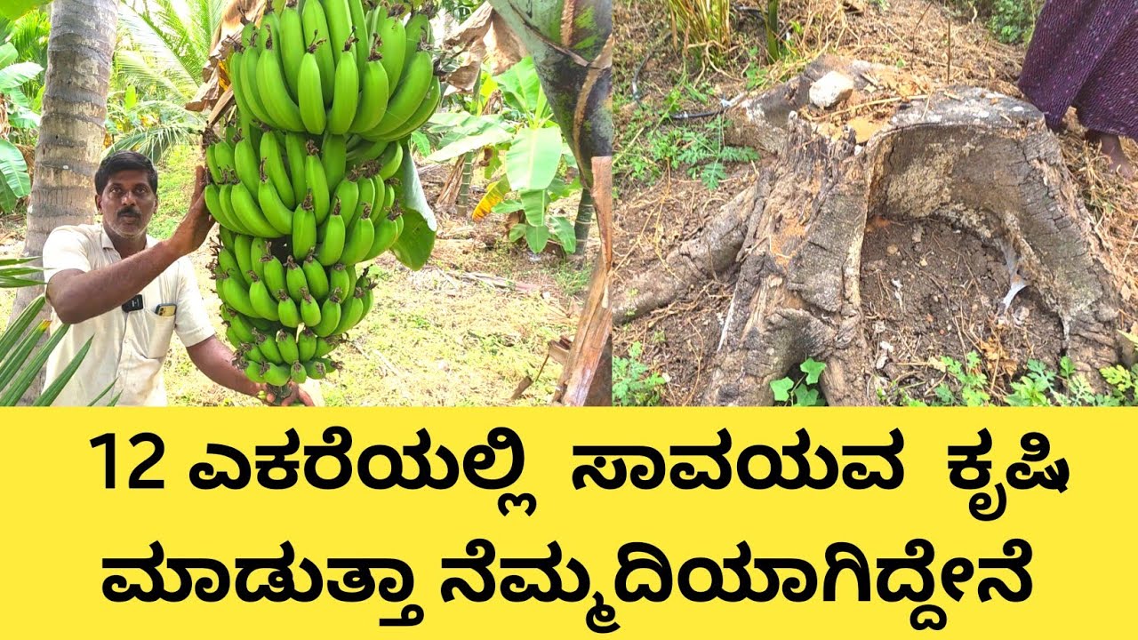 ಕೆಮಿಕಲ್ ಕೃಷಿ ಮಾಡುವವರತೋಟ ಒಮ್ಮೆ ನೋಡಿ ನನ್ನ ತೋಟ ನೋಡಿ... ಹೇಗಿದೆ ಎಂದು ನಿಮಗೆ ತಿಳಿಯುತ್ತದೆ 