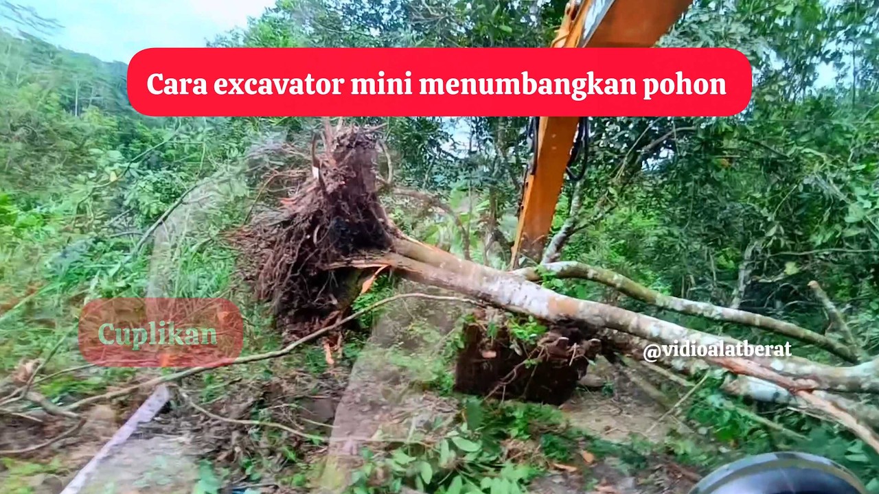 Cara excavator menumbangkan pohon besar