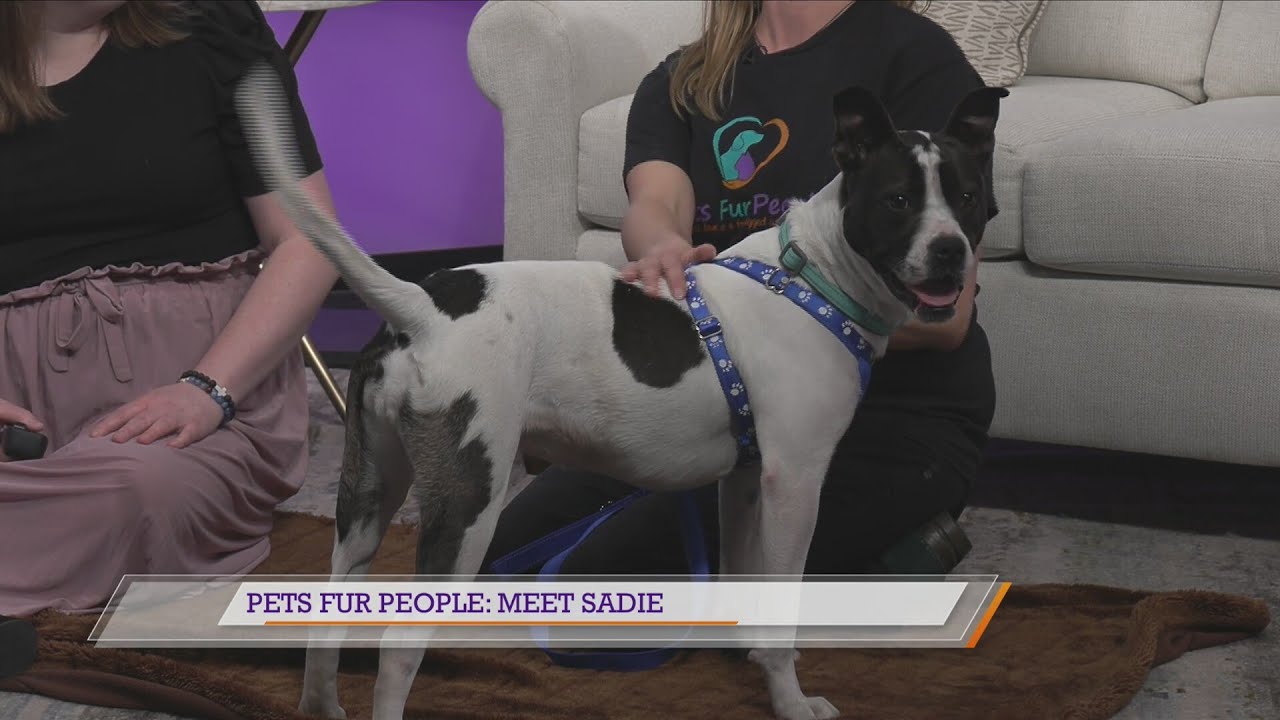 Pets Fur People: Meet Sadie