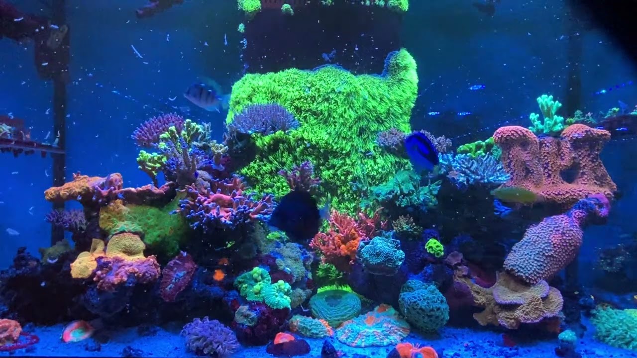 Quick Feeding Time 🐟 | Ocean Nutrition Mysis, Marine Mix & Artemia #OceanNutrition #aquarium #reef