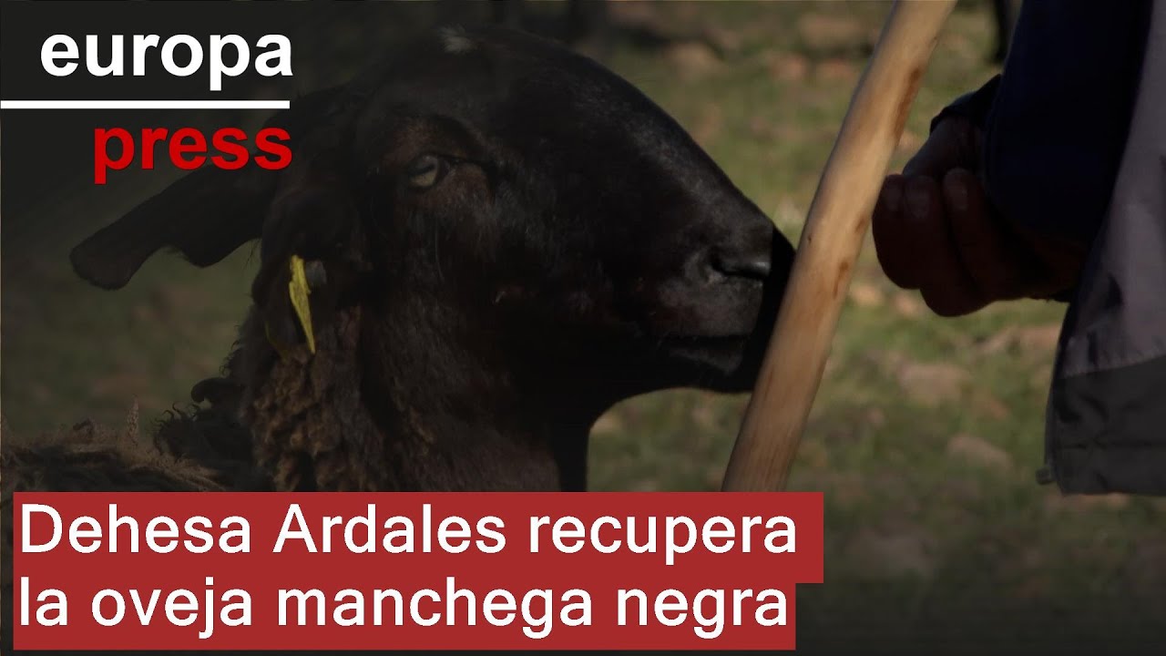 Dehesa Ardales recupera desde Los Yébenes la raza oveja manchega negra