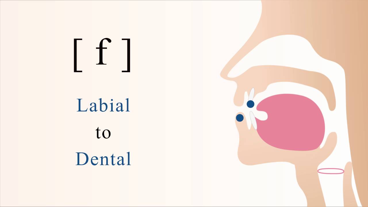 [ f ] unvoiced labial non sibilant fricative