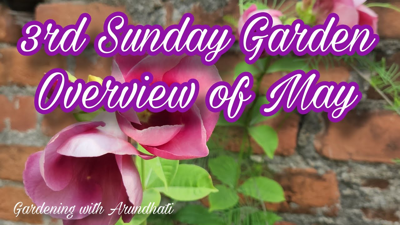 3rd Sunday Garden Overview of May 2025 🌿 