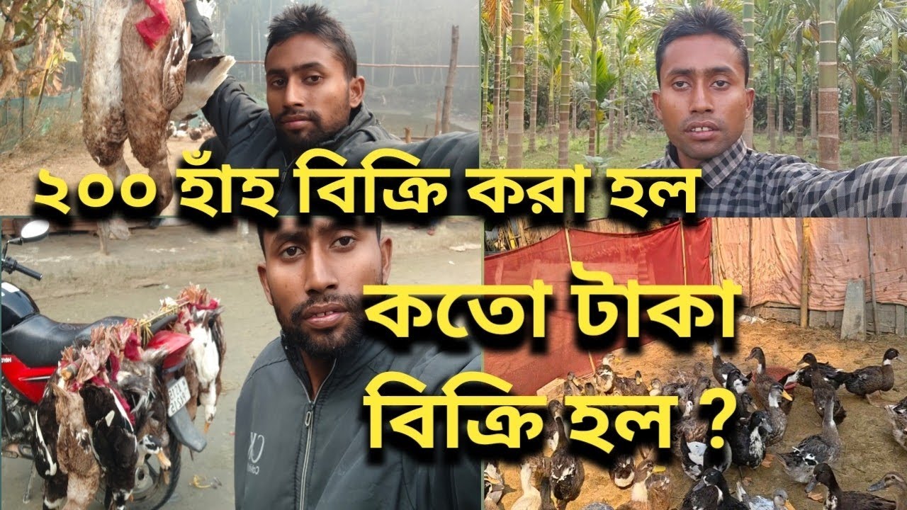 ২০০ হাঁহ বিক্রি করা হল কতো টাকা 💸 💸 বিক্রি করলাম || Village Duck Farming Bangla Vlog Video || 