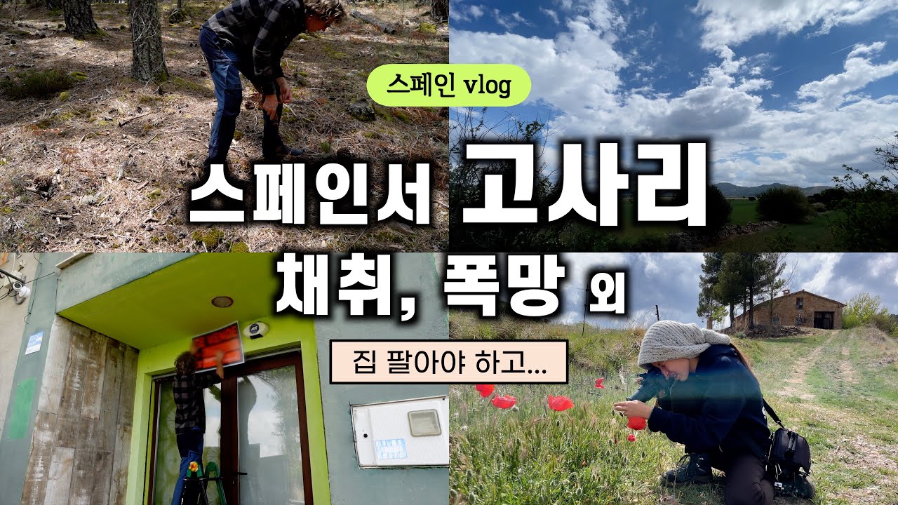 고사리 꺾으러 갔는데... 이거 왜 이러죠?! 외 고산집 & 집 팔기 등