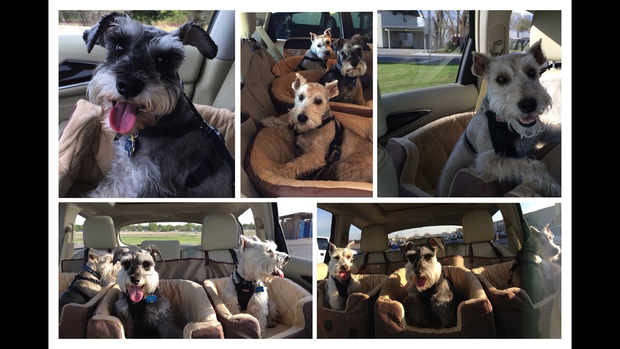 K&H Bucket Booster Pet Seat Small- Dog Car Seat REVIEW