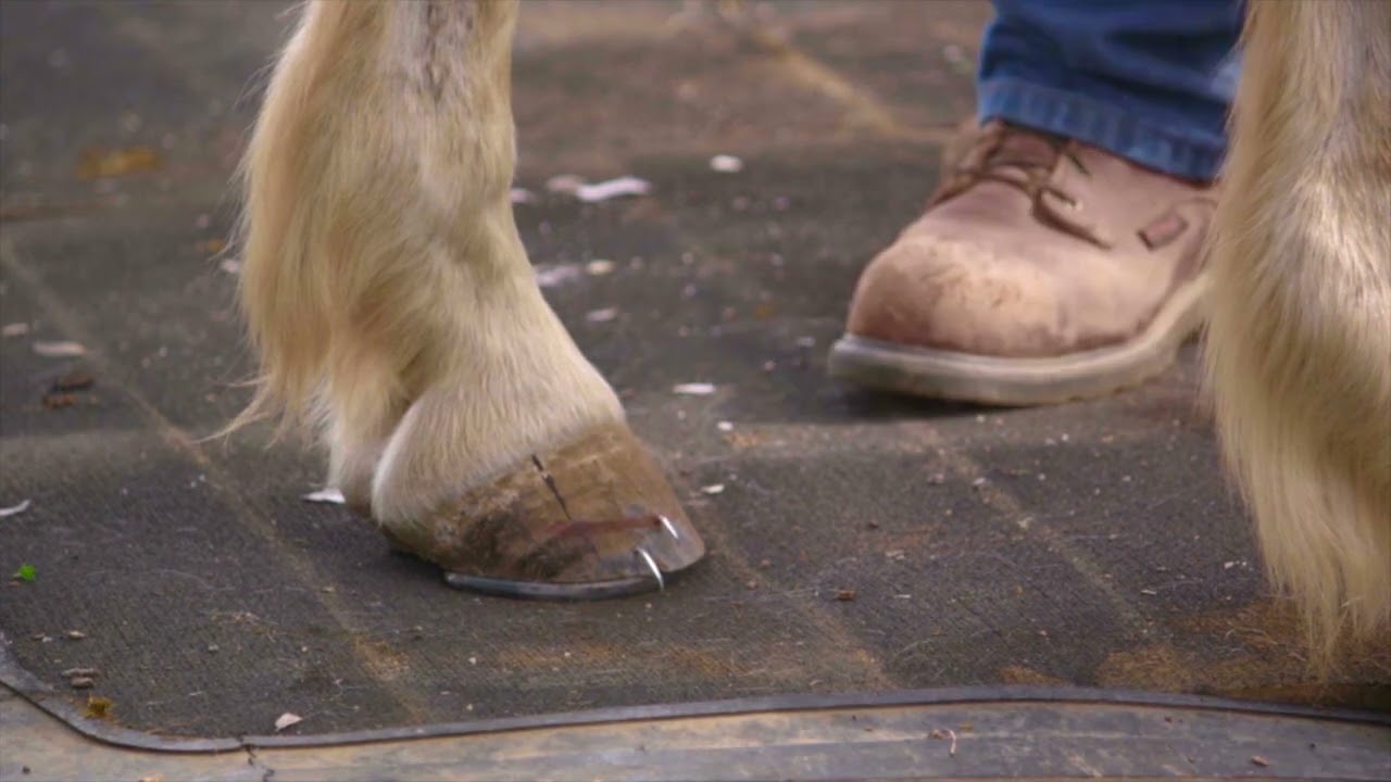Horseshoeing with HoofTalk: Lesson 17 Draw a target line of ink drive your nails at the target.