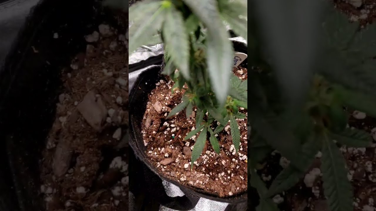 i F-ked up and revegged boomer learning to grow series
