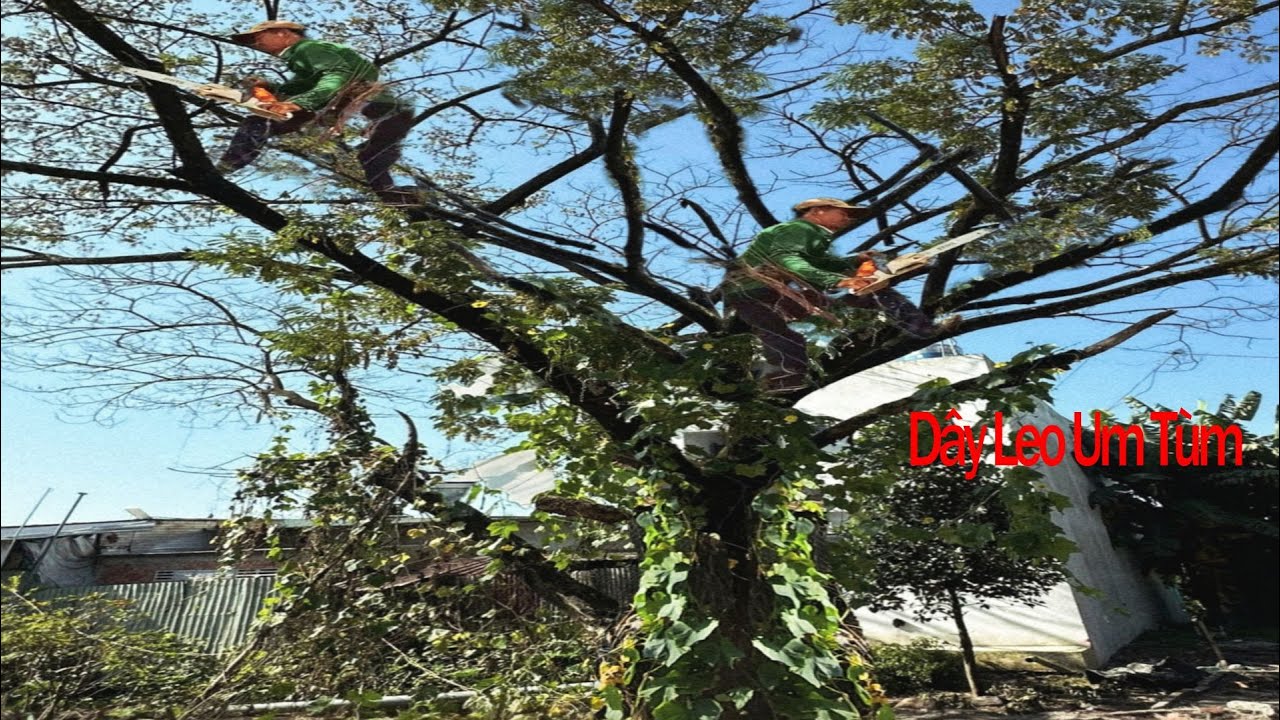 Cưa cây Còng khủng gần nhà, dây leo / Cutting down the overgrown Trembesi tree near the house |P182
