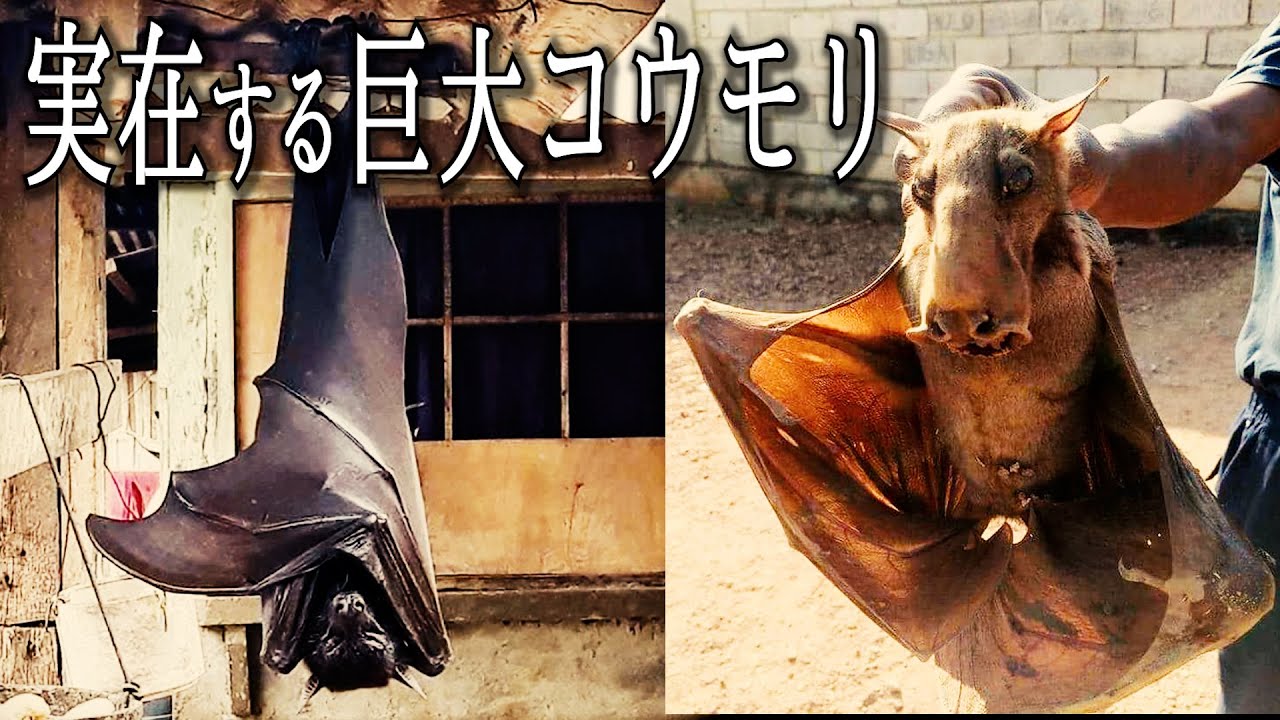 【衝撃】世界の巨大コウモリTOP10