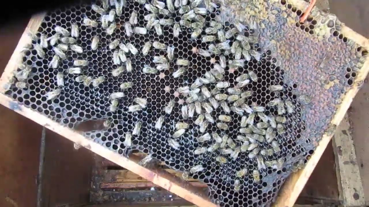 4940 ul2 Jesienna agonia pszczół rekordzistek w pasiece cz2--3.Nagranie z 30X2025r.