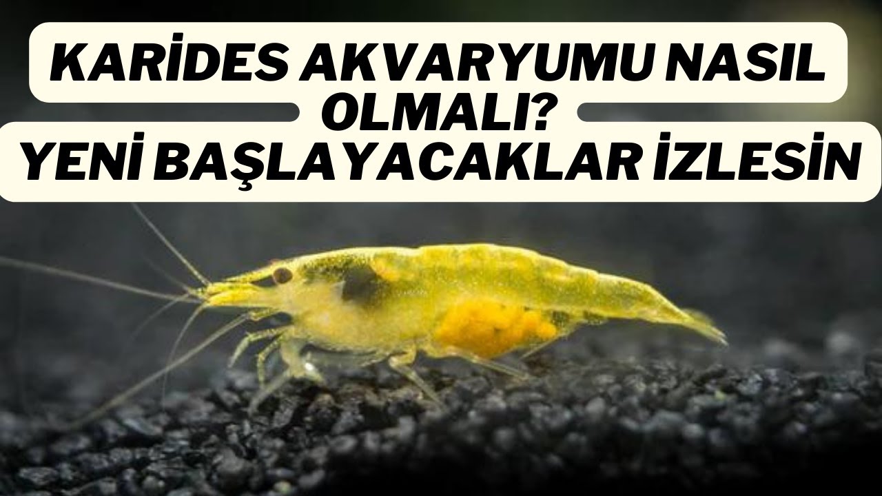 Sarı Ateş Neon Karides Akvaryumu nasıl olmalı? Karidesleri ilk defa besleyecekler bu videoyu izlesin