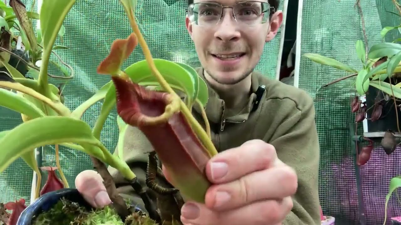 Carnivore Spotlight: Nepenthes x trusmadiensis