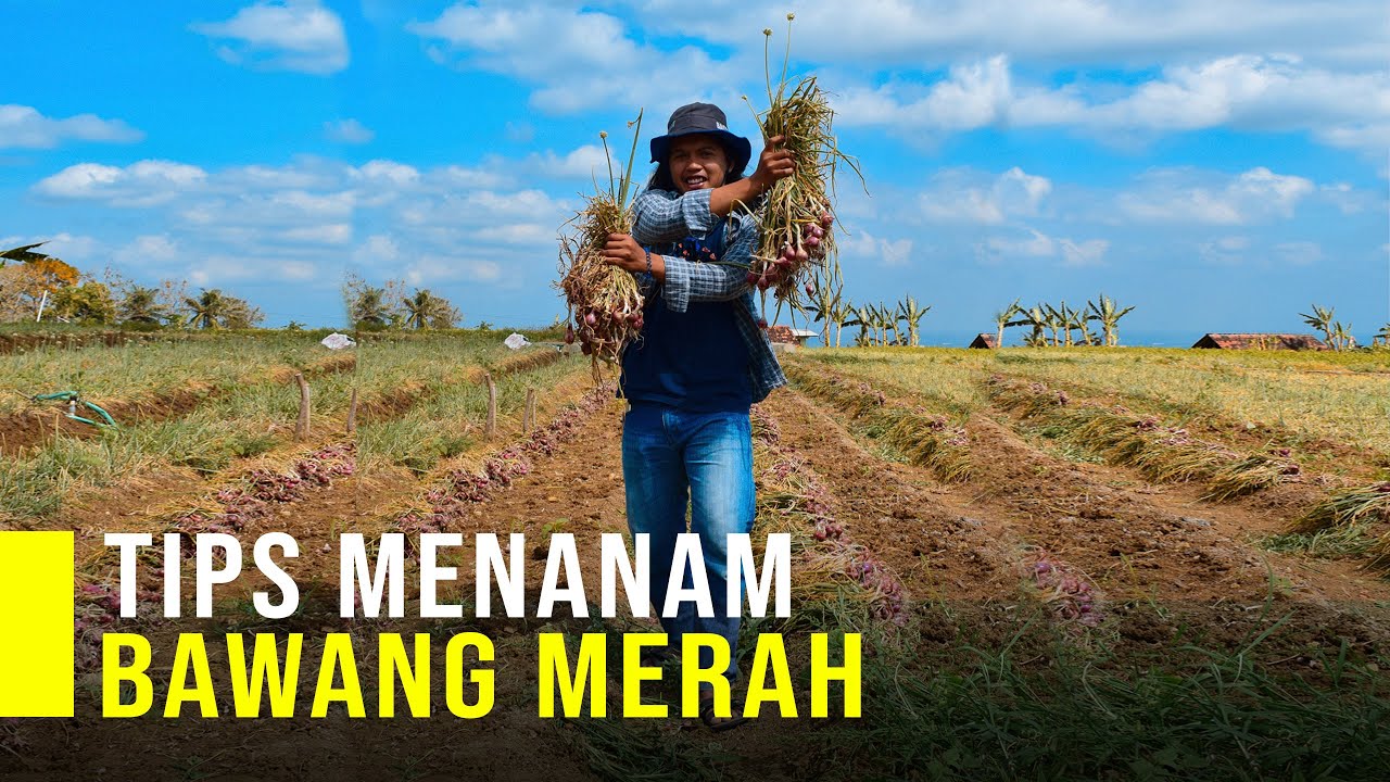 Cara Menanam Bawang Merah agar Hasil Melimpah