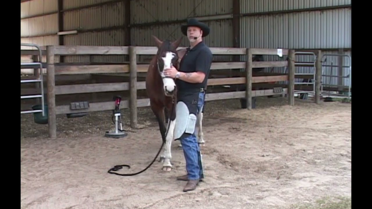 Training your Horse for the Farrier/Trimmer