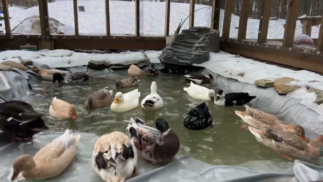 Duck Pond ASMR | 30 Minutes of Happy Duck Sounds