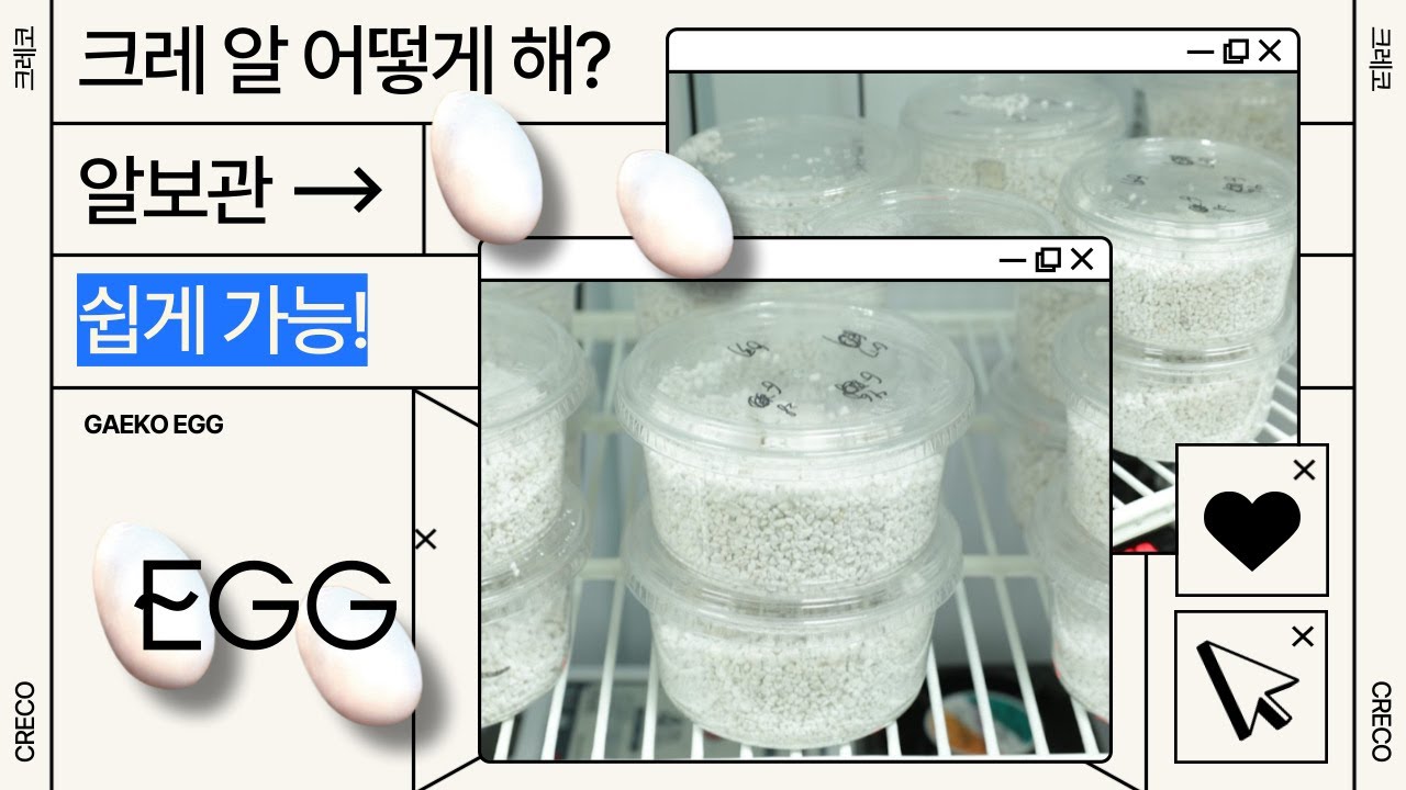 크레스티드 게코 알 관리, 세팅 방법의 모든 것! 인큐베이터 없이도 충분합니다. [알 보관 방법 2부]