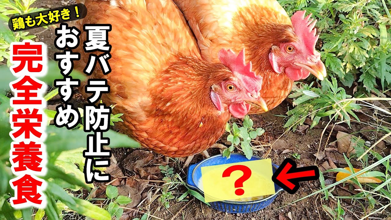 ニワトリに栄養豊富な意外な食べ物を与えて酷暑を乗り切る！【鶏の食べ物】#95