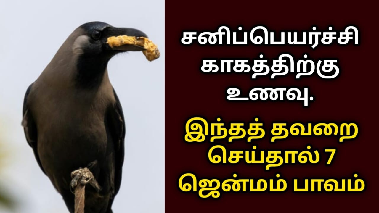 சனிப்பெயர்ச்சியில் காகத்திற்கு உணவு இந்தத் தவறை செய்தால் 7 ஜென்மம் பாவம் ! #kaagamunavu#sanipeyarchi