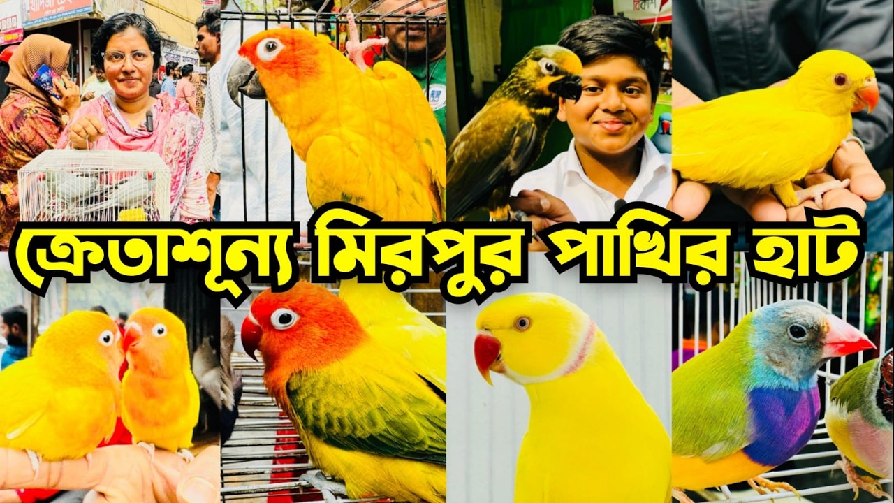 ক্রেতাশূন্য মিরপুর ১ পাখির হাট | Mirpur 1 Pakhir Hat #viral @MurshedPets