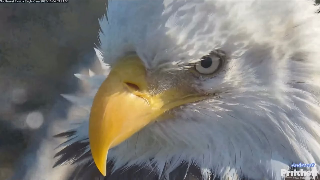 SWFEC 11-4-23.  Saturday Morning Nest Building & M15's Nest Tests!  Stunning F23 Close-up views!