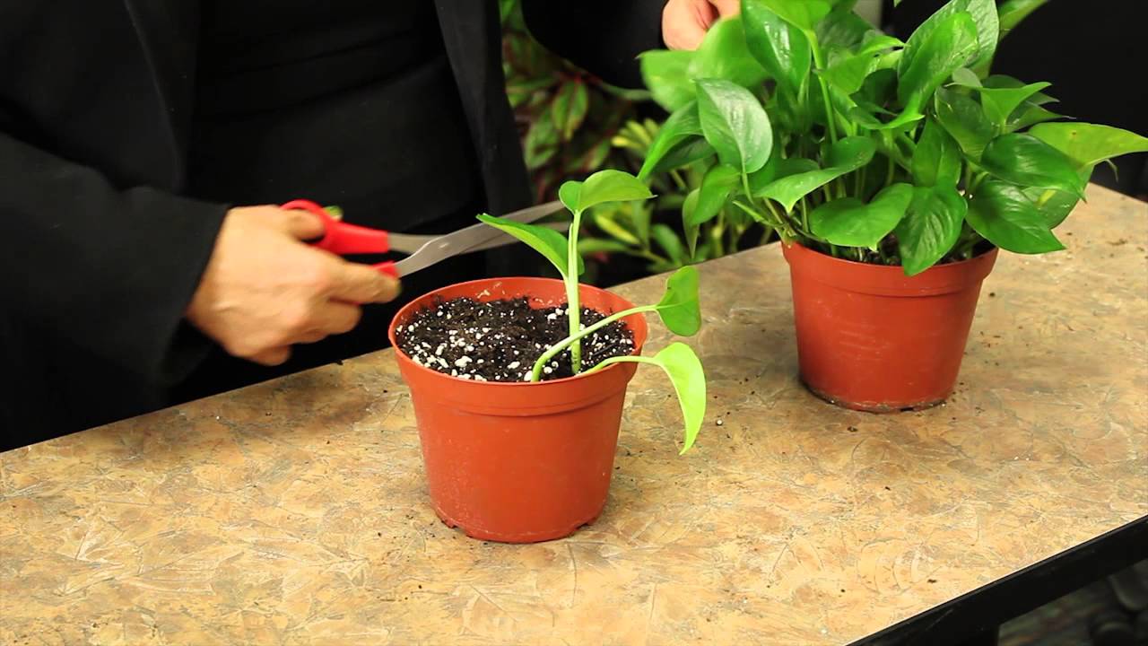 Propagating Pothos Plants : Gardening & Plant Care