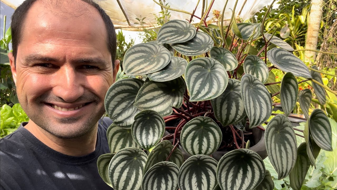 COMO FAZER MUDA DE PEPEROMIA CORRETAMENTE