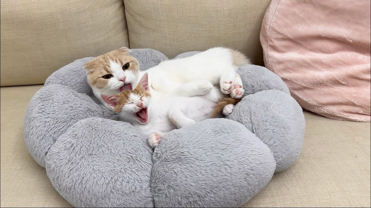 対面した猫たちが初めて心を開き合ってこうなってました…