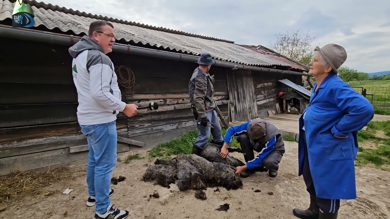 🐑 Baka Anđa sama uzgaja stado ovaca i janjadi – pogledajte šišanje! ✂️