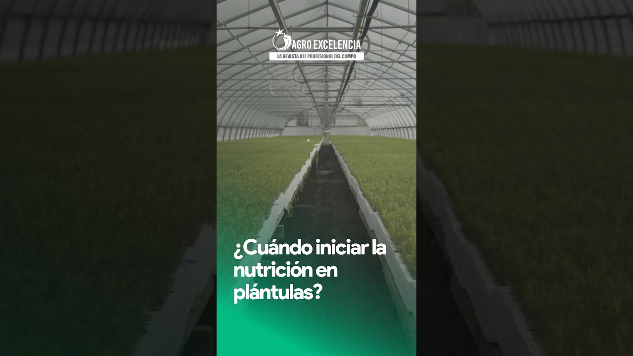 &iquest;Cu&aacute;ndo iniciar la nutrici&oacute;n en pl&aacute;ntulas? 🌱🧐  #plantulas #nutricion