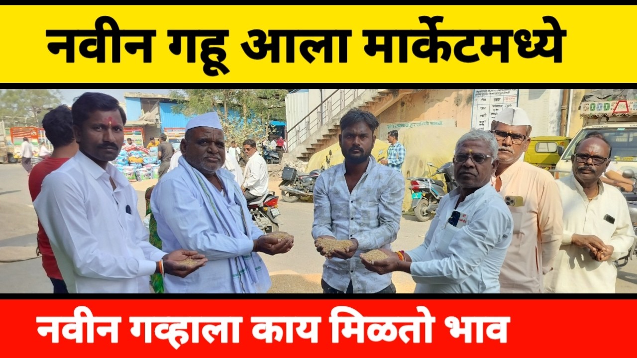 नवीन गहू आला मार्केटमध्ये || नवीन गव्हाला काय मिळतो भाव