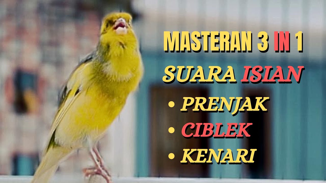 KENARI GACOR ISIAN CIBLEK, PRENJAK, MASTERAN DAN PANCINGAN Kenari Paud belajar Bunyi DAN GACOR |437