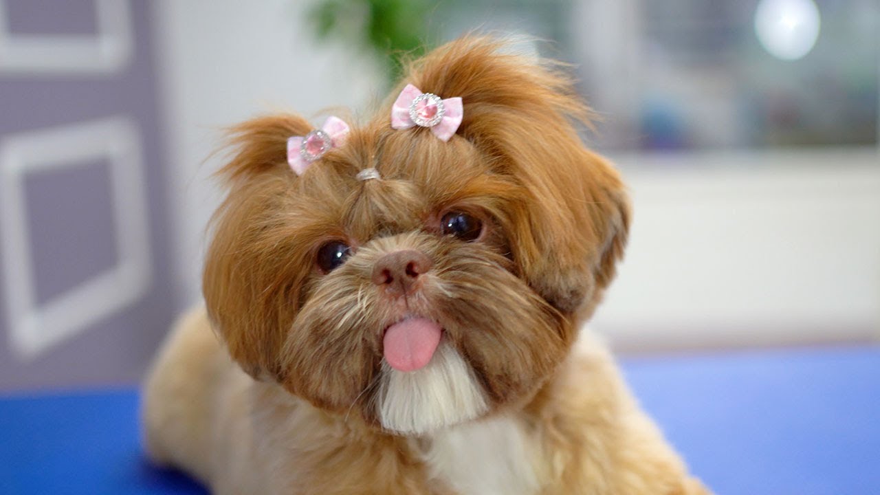 После стрижки я стал милым щенком!!✂️❤️🐶