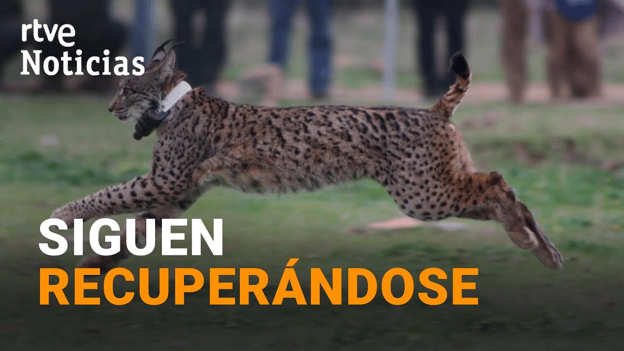 LINCE IBÉRICO: Deja de estar en PELIGRO de EXTINCIÓN y pasa a ser una 