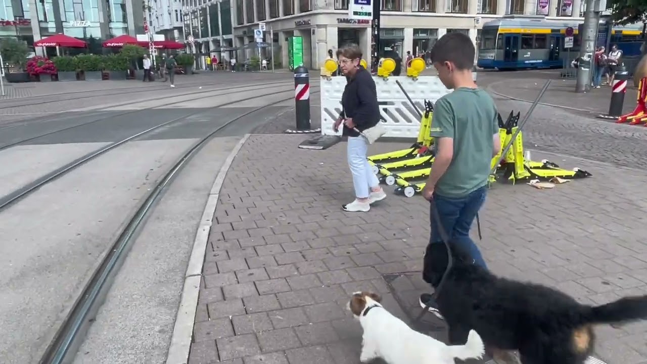 Berner Sennenhund „Koko“ Junghundtraining