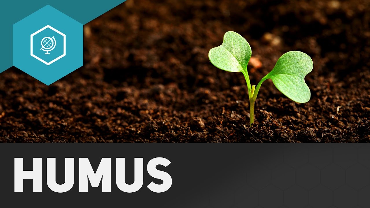 Humus und Humifzierung - B&ouml;den Basics 3
