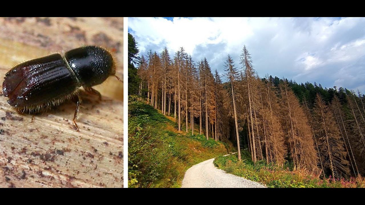 Viaggio tra i boschi più colpiti dalla tempesta Vaia e dal bostrico