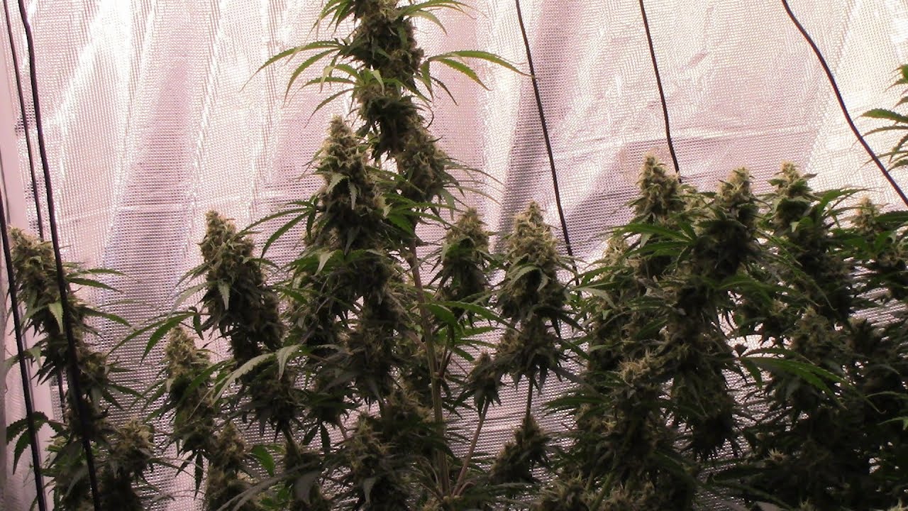 S11:E6 Autoflower Cannabis grow day 62 Kera, Mephisto, Fastbuds