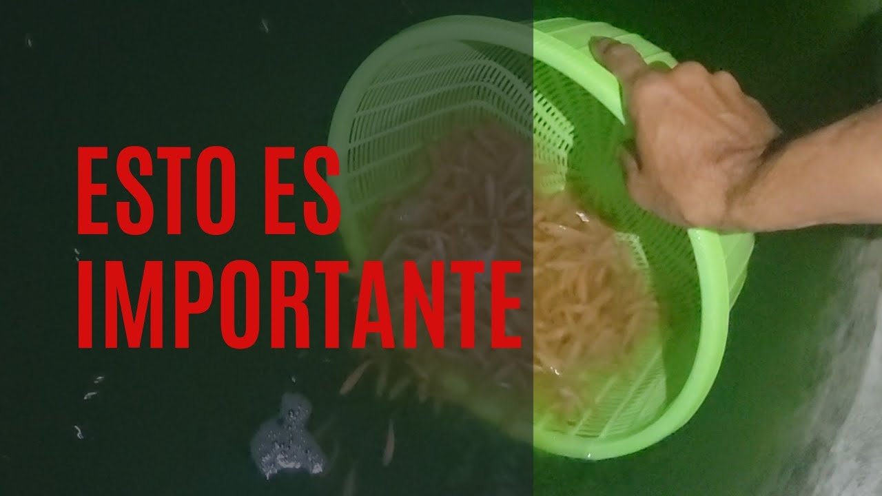 Como se debe realizar la siembra de alevines de Tilapias 🐟