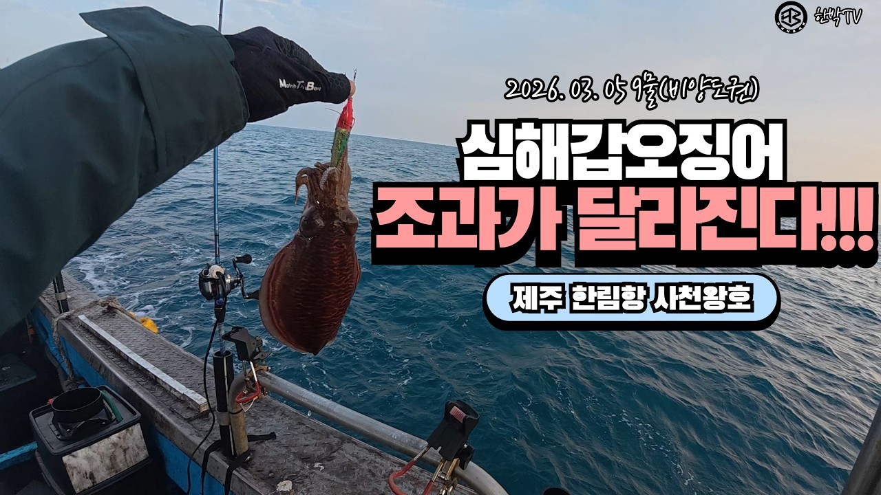 심해갑오징어 조과가 달라진다 #갑오징어 #한림항 #사천왕호 #파인피싱 #키우라