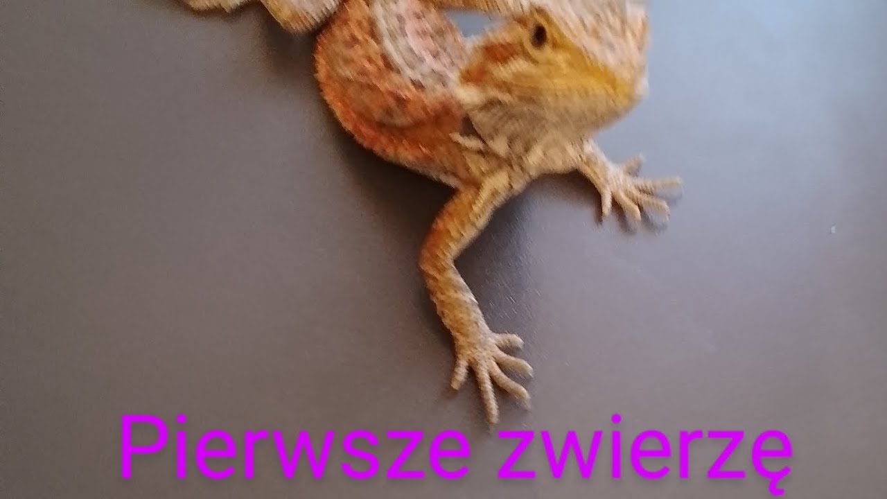 Jak przekonać rodziców na zwierzę. #10