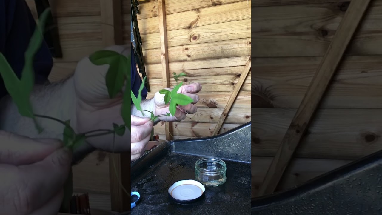 Taking passionflower cuttings using the simple jam jar method