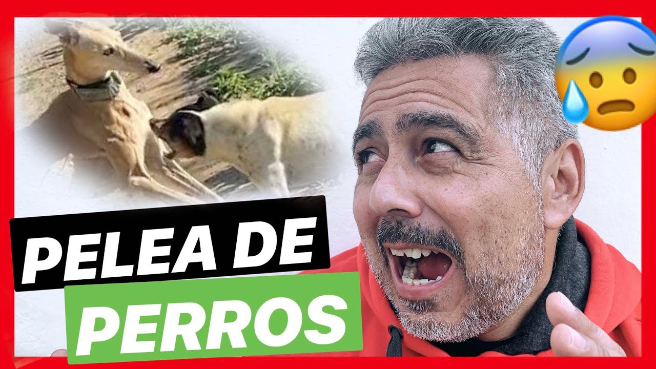 Cómo PARAR una PELEA de PERROS ✅ ► HAZ ESTO (FUNCIONA!) 👍