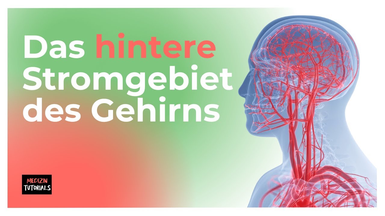 Neuroanatomie: Blutversorgung des Gehirns - hinteres Stromgebiet (Clip 1 von 3)