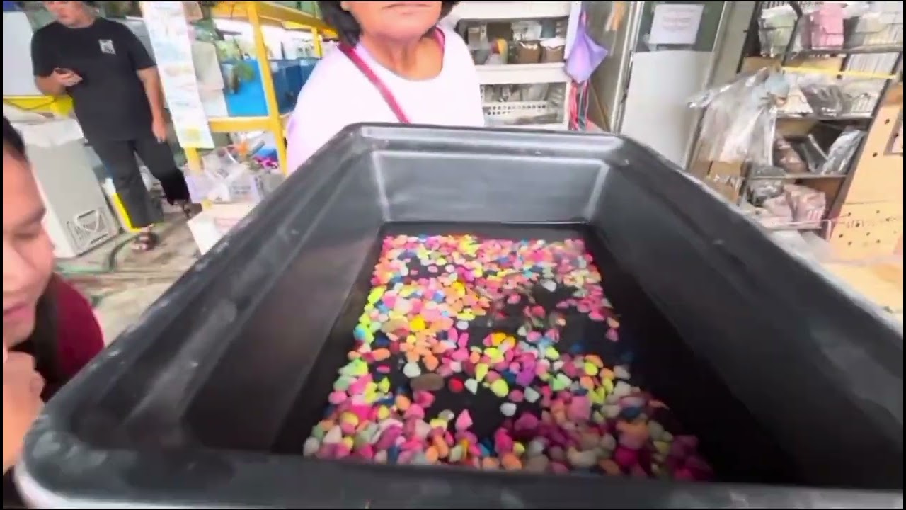 Beli Anak Ikan Keli Di Pasar Sri Aman..