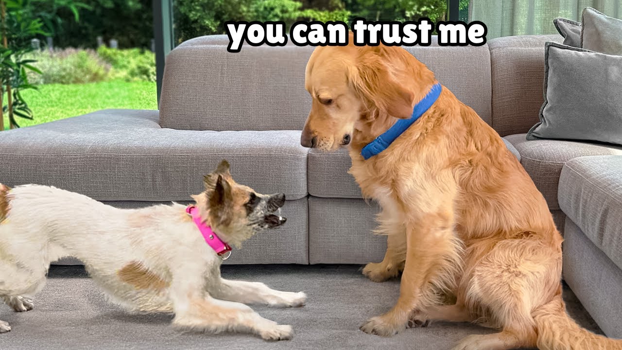 Golden Retriever Meets Aggressive Rescue for the First Time