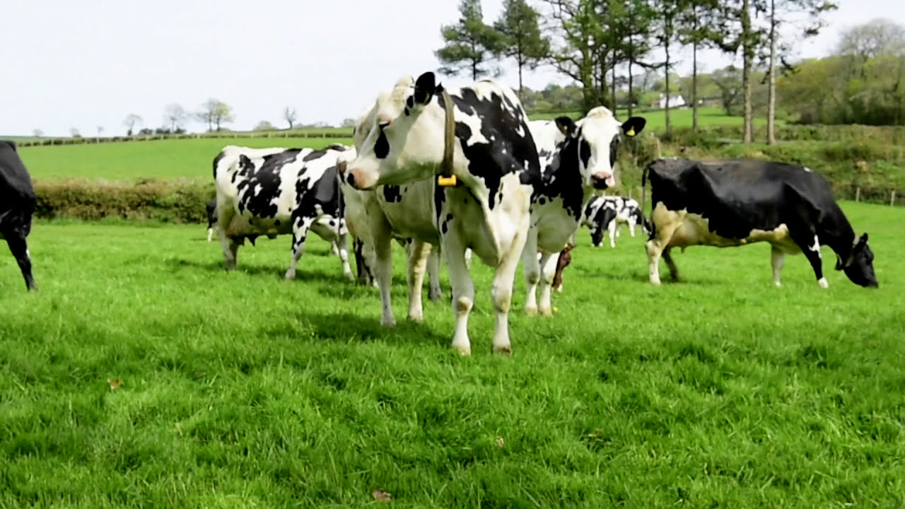 Managing SARA at Grass in Dairy Cows: Optimising Gut Health and Performance