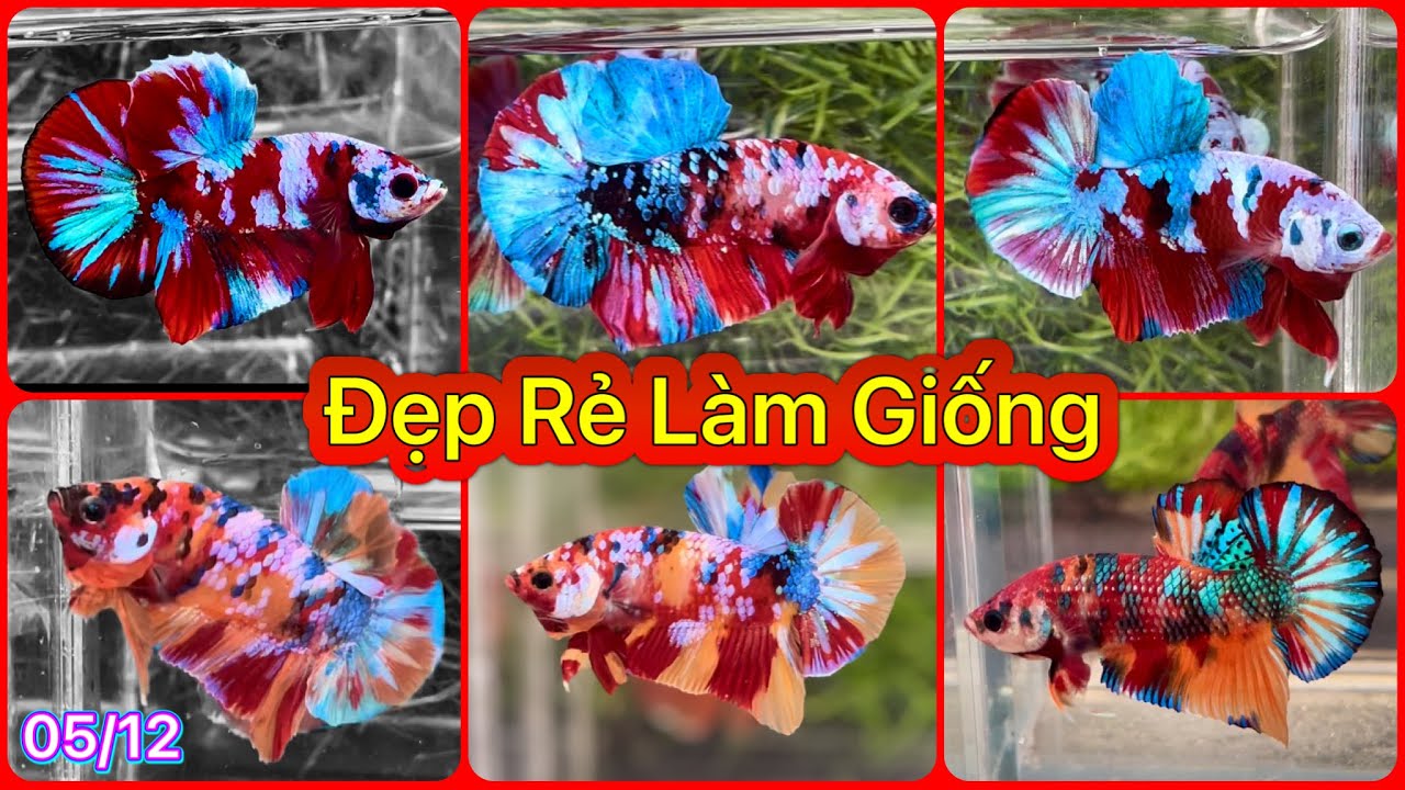 ĐỢT CÁ TUYỂN CHỌN LÀM GIỐNG SIÊU ĐẸP GIÁ RẺ 50K NGÀY 05/12/2024 | THANH THÚY BETTA