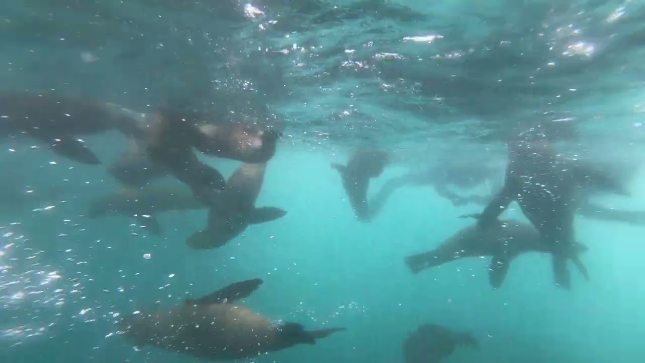 Cape fur seal (Arctocephalus pusillus)
