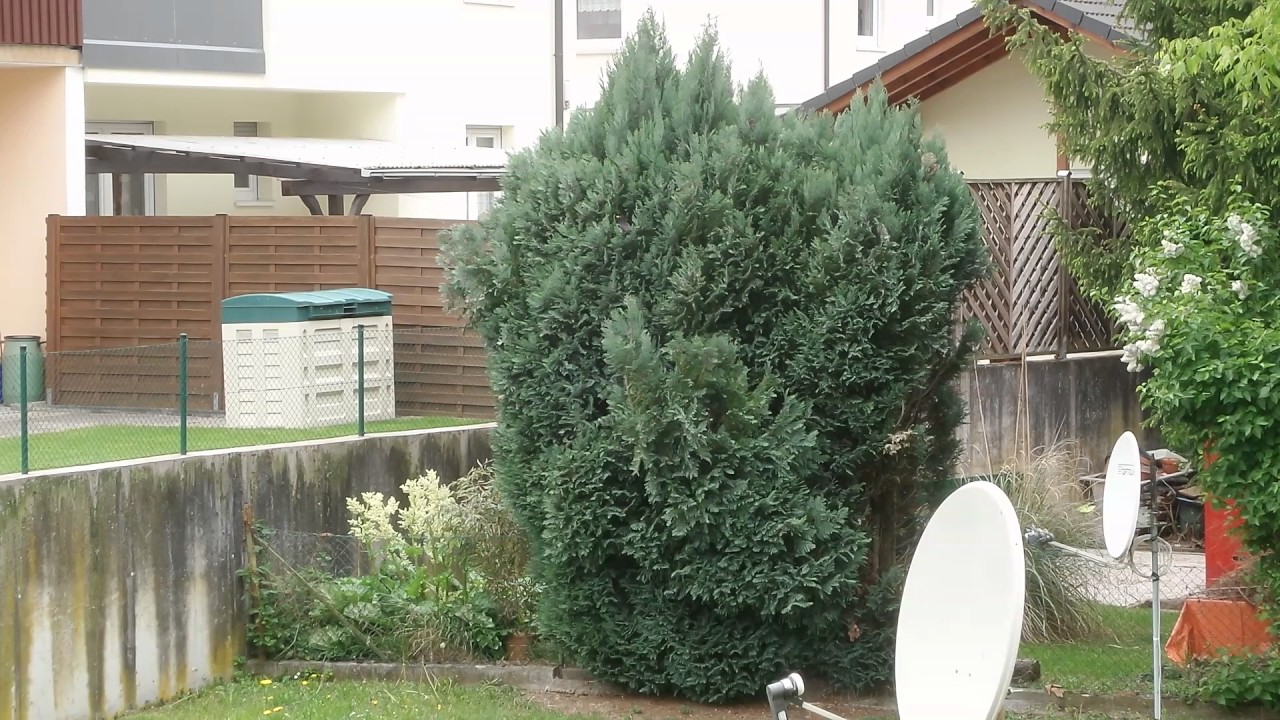Amsel vs Elster / Blackbird vs magpie ; Airborne fight